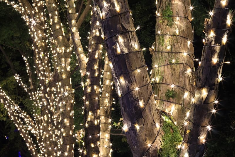 Cordelia pellet waarde LED Kerstboomverlichting 420 led's professioneel Warm Wit 63 Meter voor  binnen en Buiten gebruik - Ledverlichting van LEDindeduisternis | Led  lampen, led strips