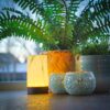 Een gloeiende gele lamp, een Theelichthouder DORSETTO 9 cm donker groen kandelaar en twee groene planten in pot staan samen op een vensterbank met zacht binnenvallend daglicht.